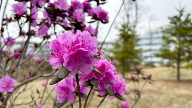 Когда придет весна: точную дату назвал самый надежный синоптик