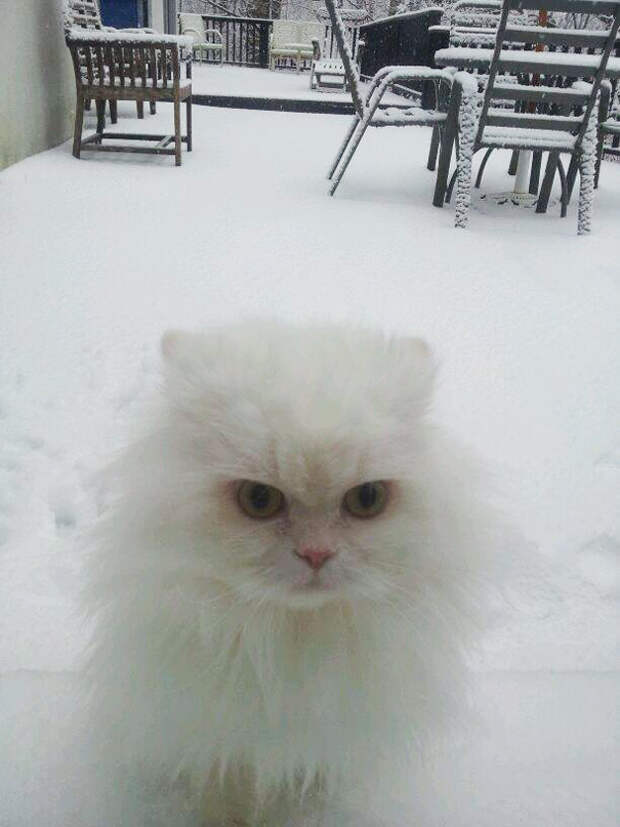 животные просятся в дом 