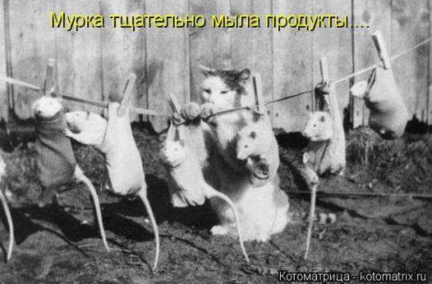 Новая котоматрица на Бугаге (30 фото)