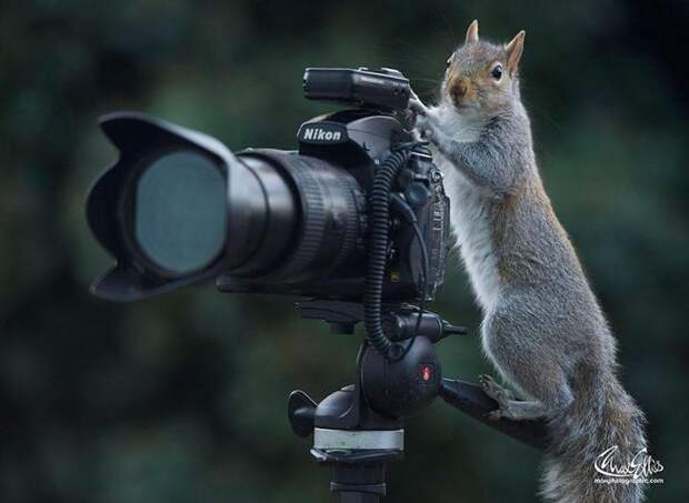 белка на фотоаппарате