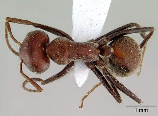 Муравей Camponotus saundersi