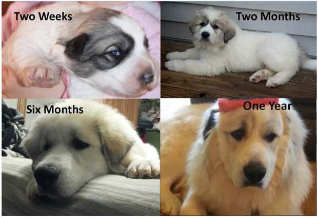 How badger marks change on Great Pyrenees
