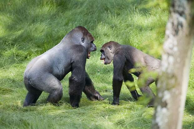 Трогательная встреча двух братьев-горилл после долгой разлуки