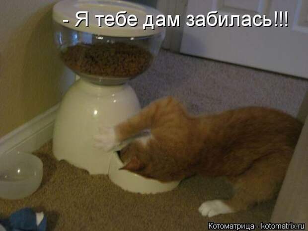 Лучшие котоматрицы недели