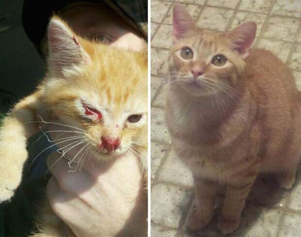 Подборка фотографий спасенных кошек Подборка фотографий спасенных кошек животные, коты