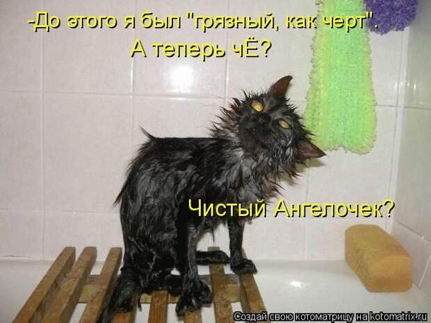Лучшие котоматрицы недели
