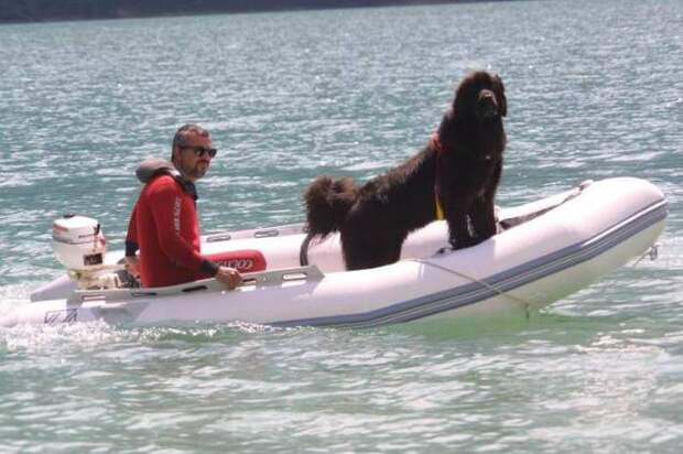 Пес-спасатель – незаменимый сотрудник береговой охраны собака, спасетель