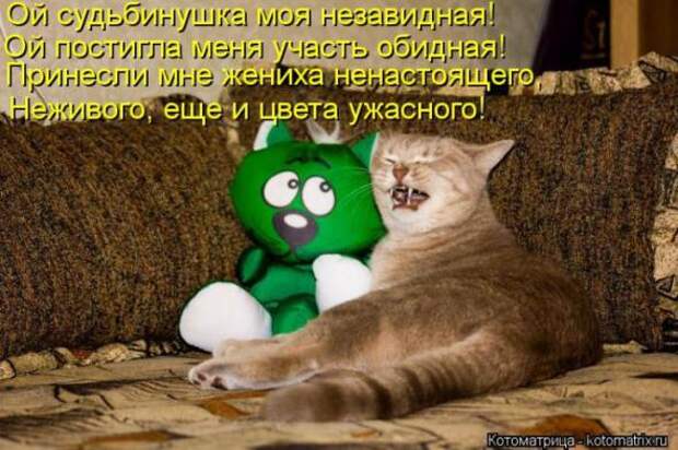 Котоматрицы(картинки с надписями)