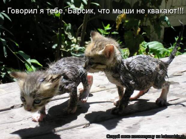 Лучшие котоматрицы недели (50 фото)