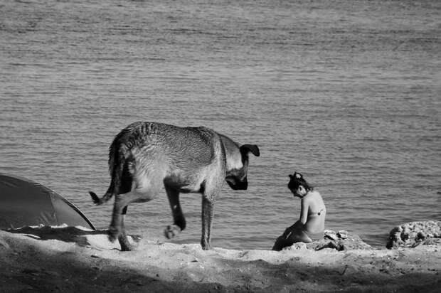 20 фотографий, на которых собаки выглядят настоящими гигантами