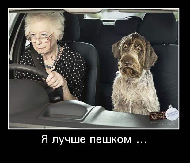 Демотиваторы демотиваторы, животные, прикол, юмор