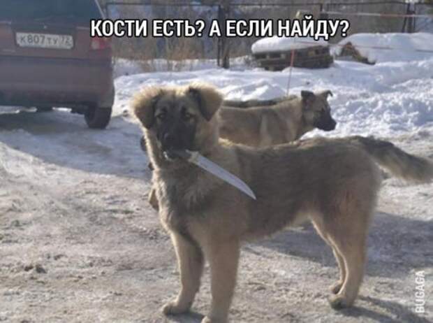 Прикольные картинки (67 шт)