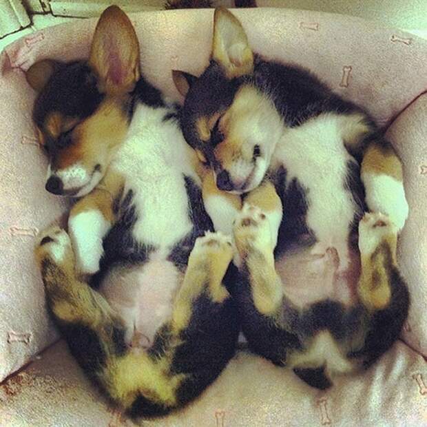 AnimalTwins19