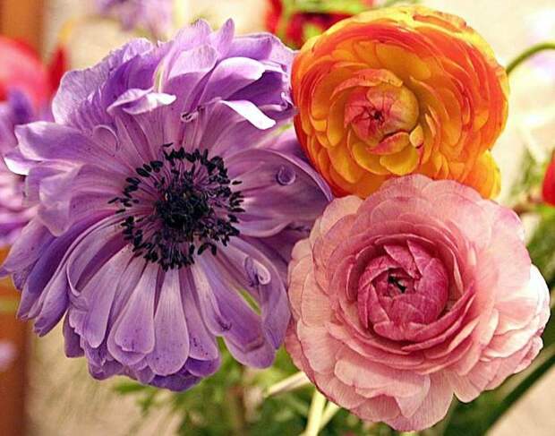Ranunculus (700x550, 60Kb)