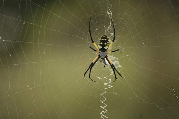 Почему пауков нельзя уничтожать дома