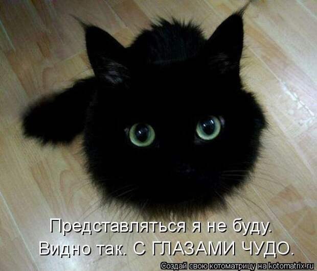 Лучшие котоматрицы - прикольные картинки Лучшие котоматрицы - прикольные картинки