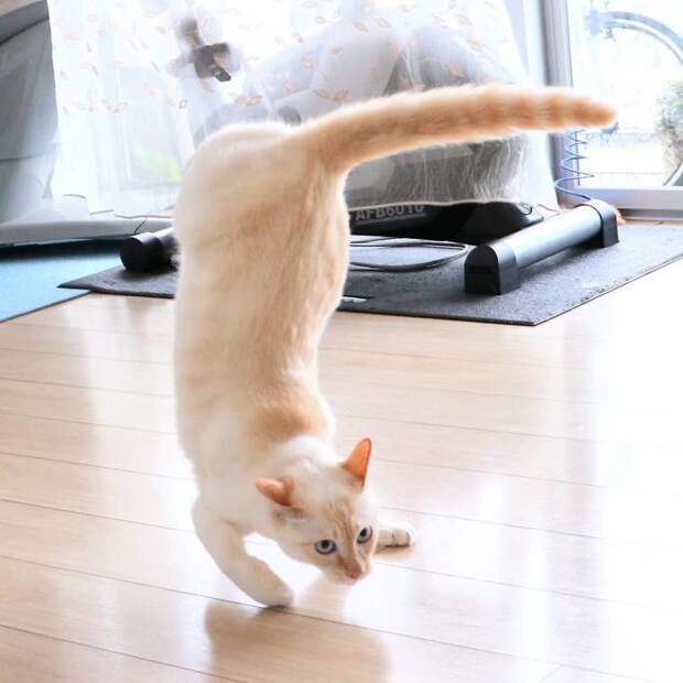 10 клевых фото кота из Японии, который танцует лучше тебя