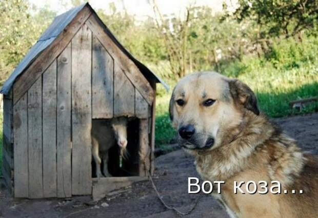 животные
