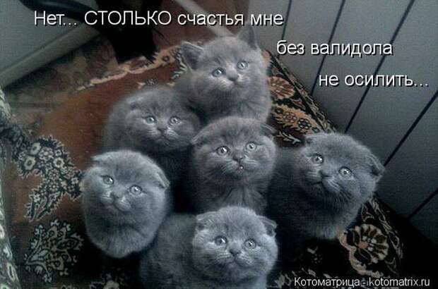 Лучшие котоматрицы недели Лучшие котоматрицы недели