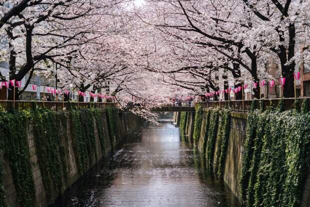 Российские туристы выбирают Японию для отдыха в сезон цветения сакуры