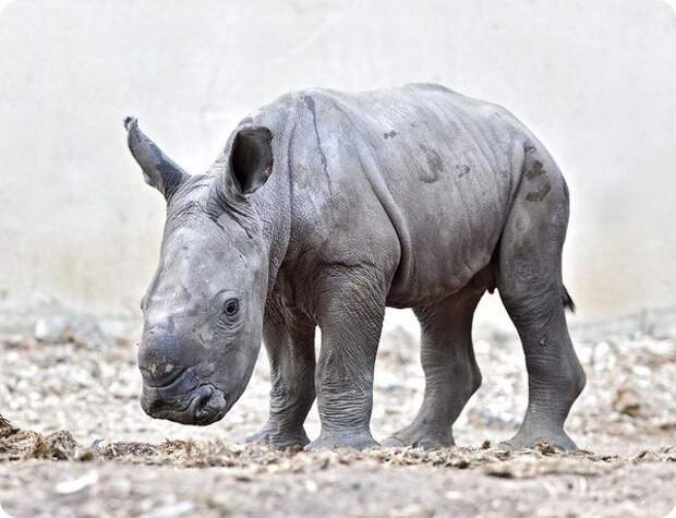 Зоопарк Израиля представил детеныша белого носорога