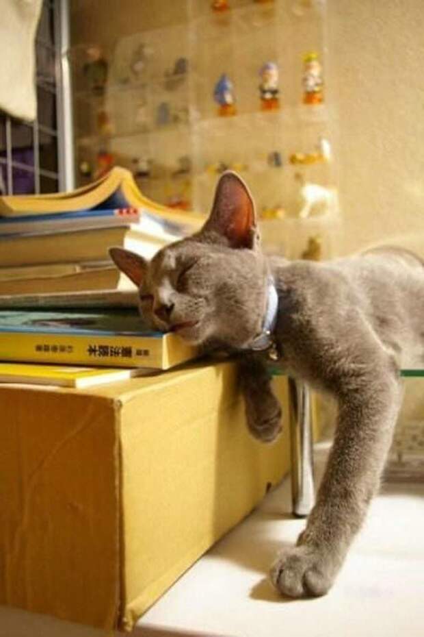 Коты и кошки, которые могут заснуть где угодно