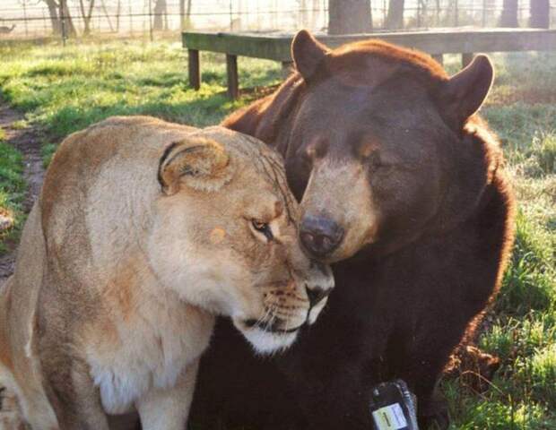 Лев Лео, тигр Шер-Хан и медведь Балу дружба, животные, люди, природа