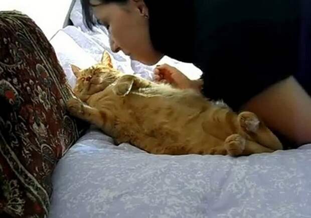 Замуж за кота замуж, кот, маразм