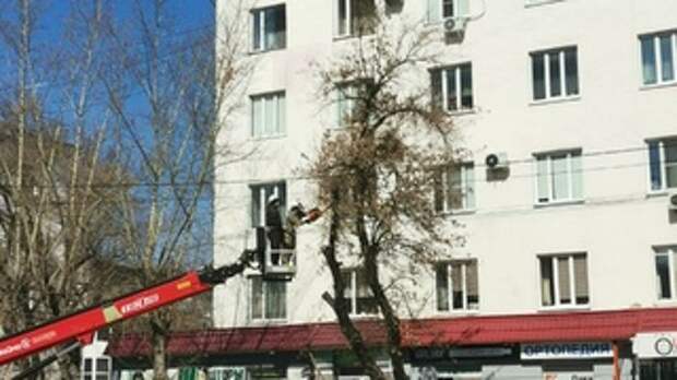 Обрезка аварийных деревьев в Барнауле / Фото: amic.ru