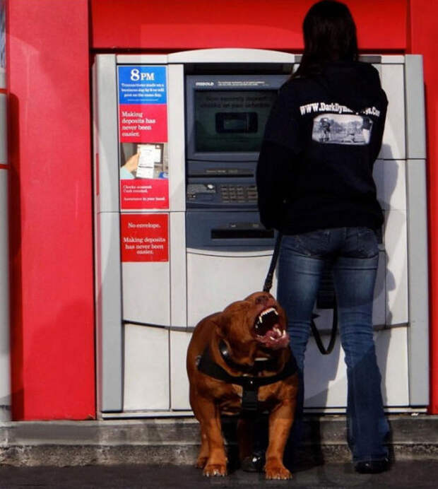 Самый крупный питбуль в мире Самый крупный питбуль в мире питбуль, халк