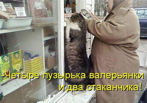 животные