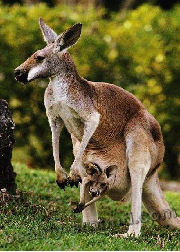Кенгуру / Kenguru сумчатое животное Австралии, бумер, австралийское животное