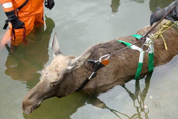В Москве из пруда вытащили заблудившегося лося