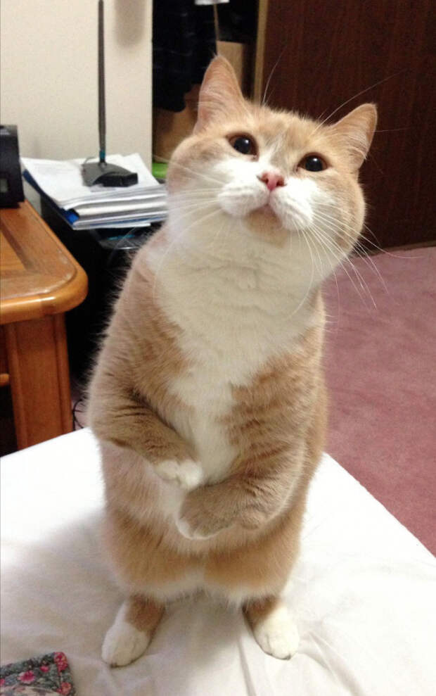 животные которым невозможно отказать (2)