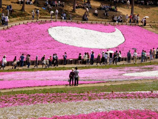 unique-festivals-around-the-world-fuji-shibazakura-festival-hitsujiyama-park-2