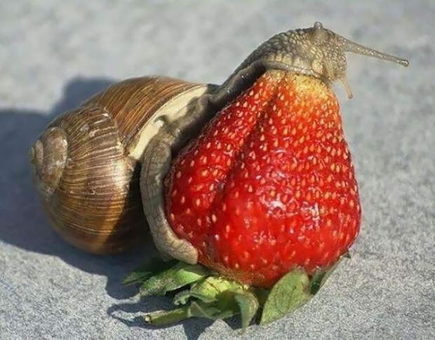 funny-animals-eating-1031__605