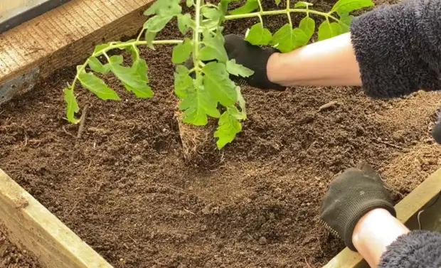 Лучший способ ранней высадки томатов