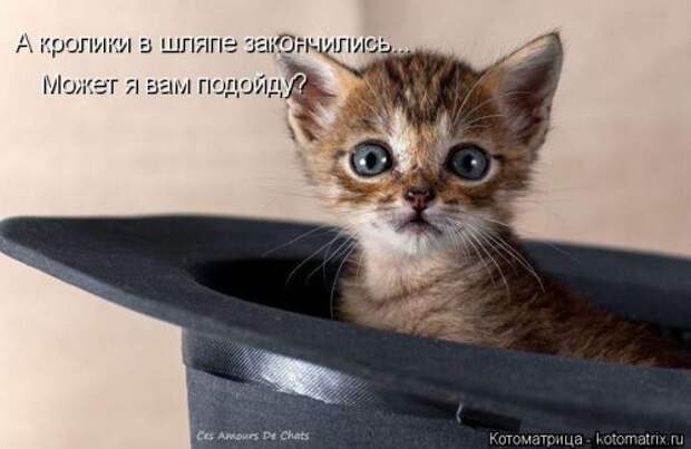 Свежая прикольная котоматрица (34 фото)