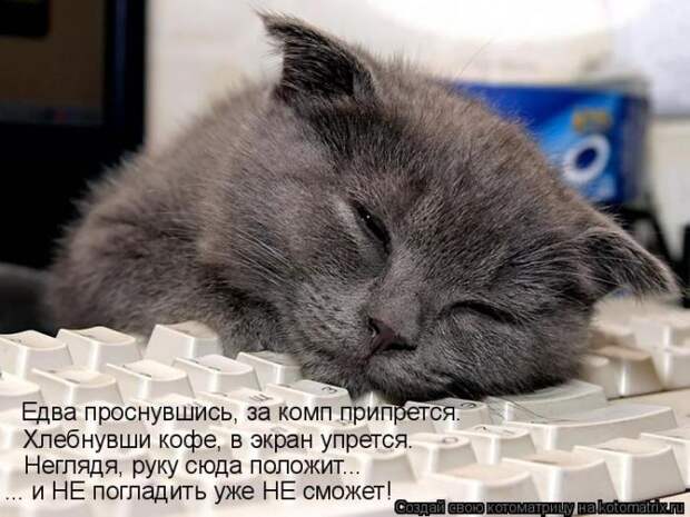 Лучшие котоматрицы недели (50 фото)