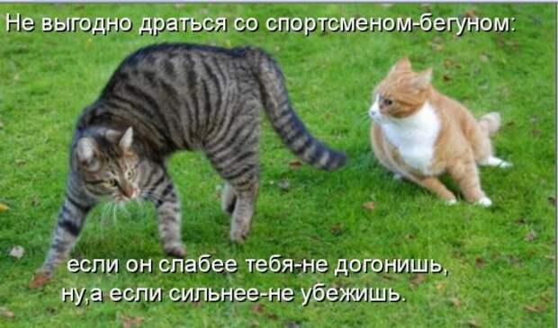 Котоматрица 12