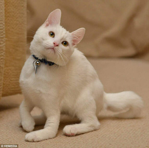 disabledcat07