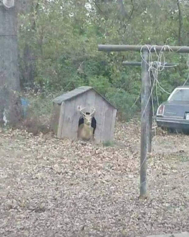 Снимки с забавными животными, которые заряжают позитивом