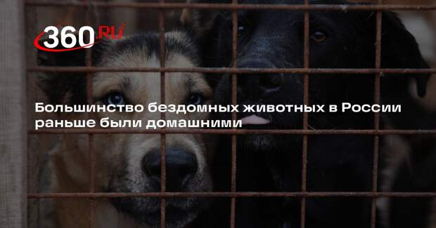 Большинство бездомных животных в России раньше были домашними