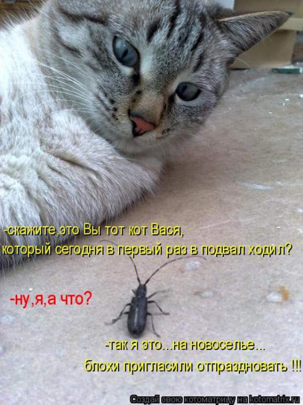 Подборка котоматриц №2