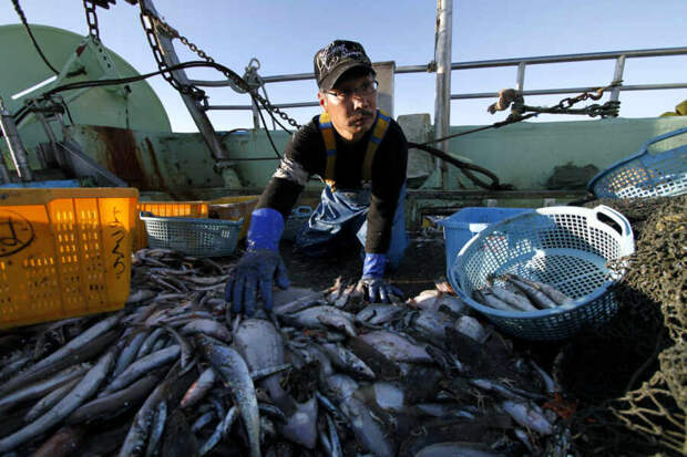 Лишились рыбки: Япония платит по счетам