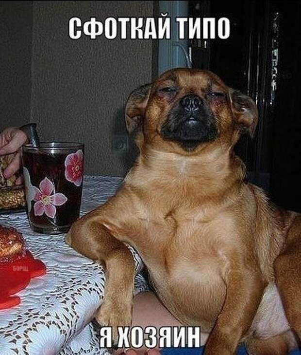 Картинки со смешными подписями