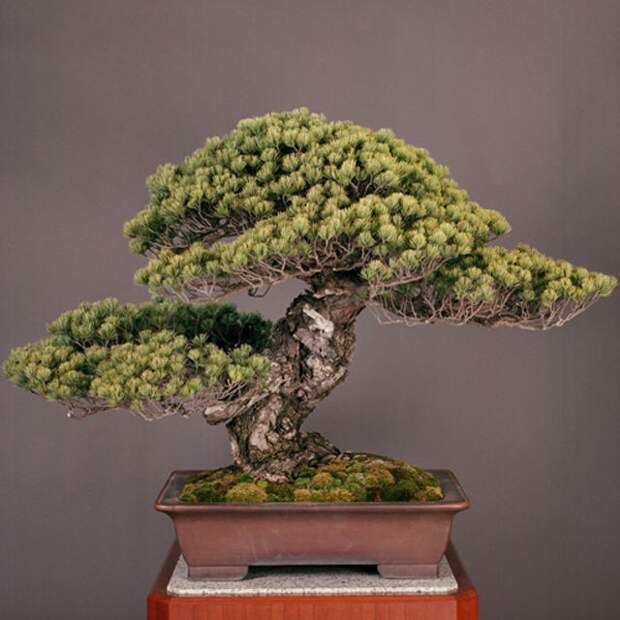 Древнейшее из известных дерево бонсай - под названием 