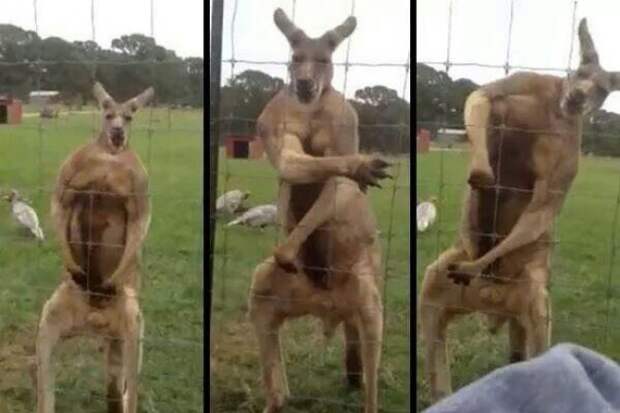 забавные животные Австралии