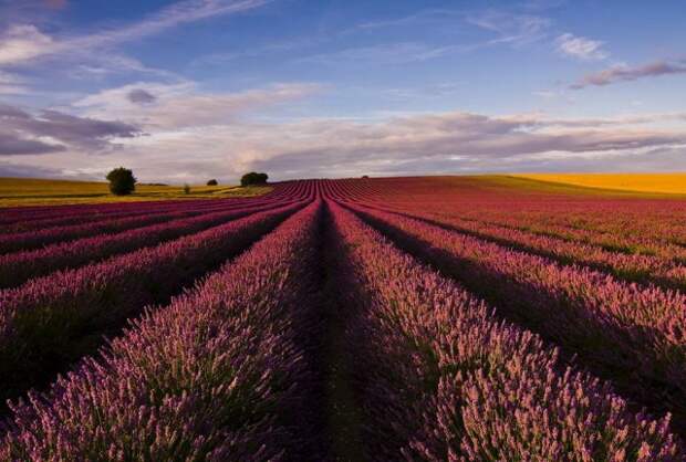 Лавандовые поля под голубым небом Франции. Лавандовые поля под голубым небом Франции.