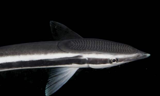 remora2